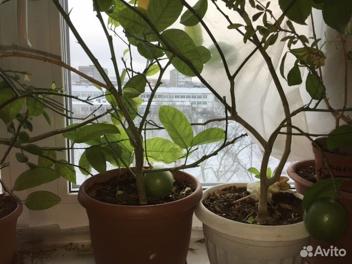 Лимоны, мандарины, апельсины