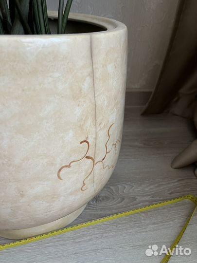 Замиокулькас