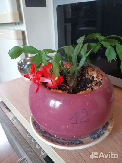 Декабристы