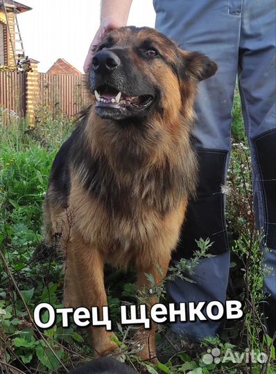 Щенки овчарки коротколапики