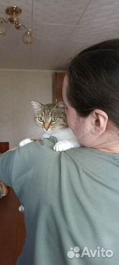 Трехцветная