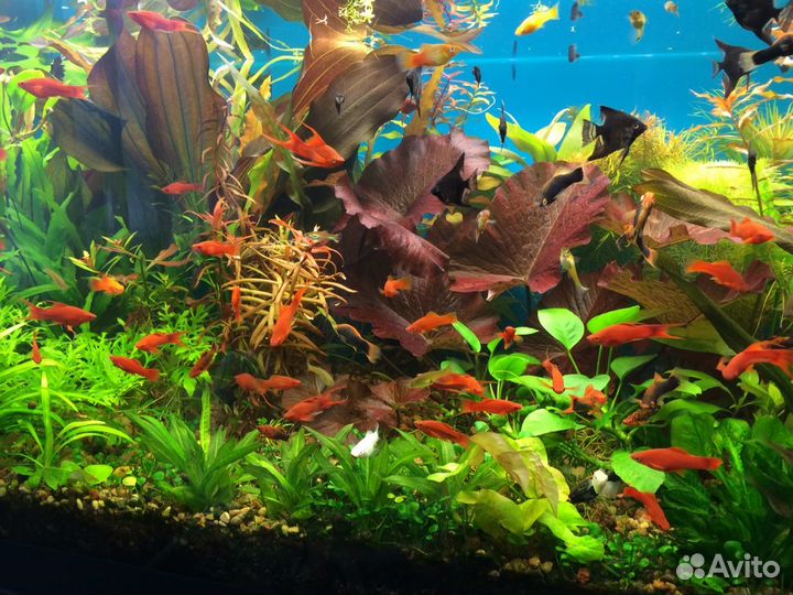 Аквариумные растения