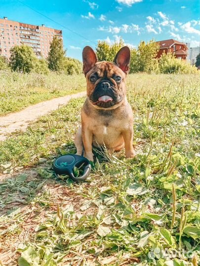 Передержка собак