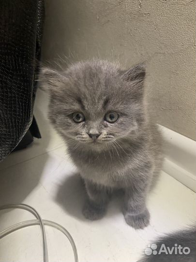Британский котик