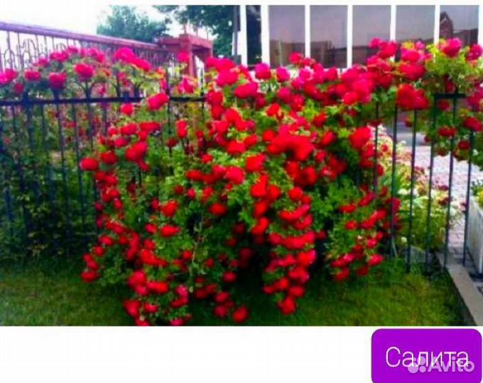 Розы плетистые и почвопокровные. зкс