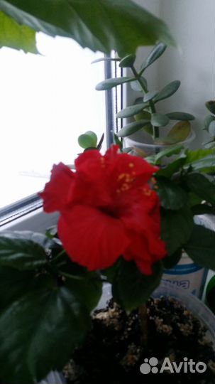 Гибискус (китайская роза)