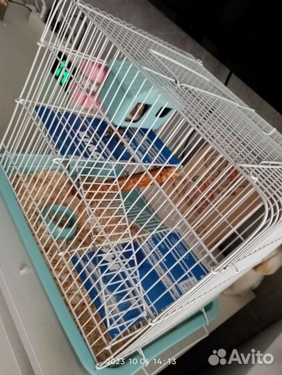 Хомяк с клеткой