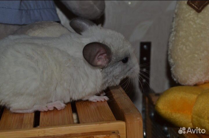 Шиншилла, девочка щенок