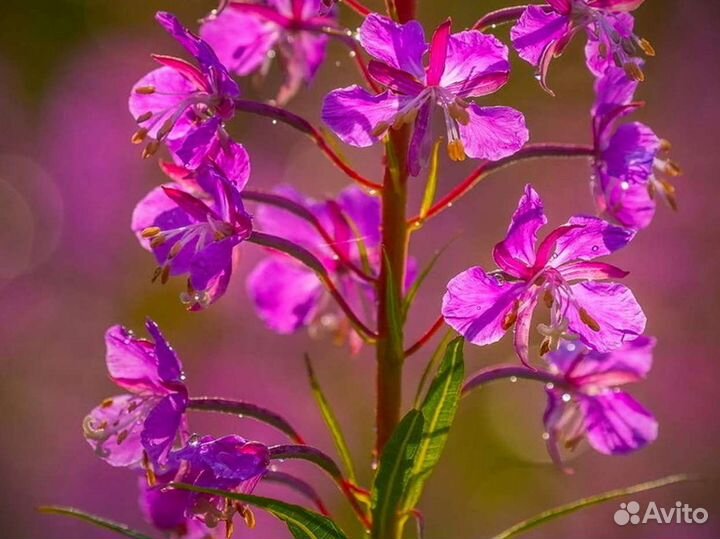 Иван-чай 1кг кипрей 2023 традиционный, по рецепту