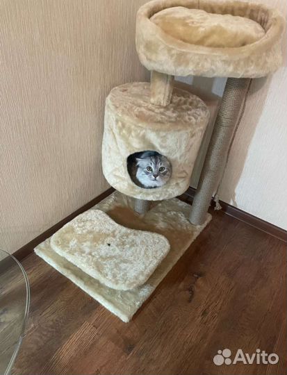 Комплекс для кошки