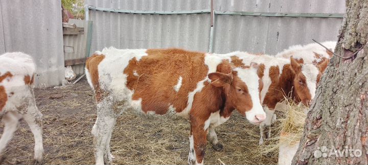 Телки бычки