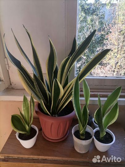 Драцена и сансиеверия