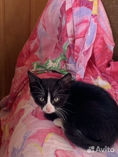 Котик в дар