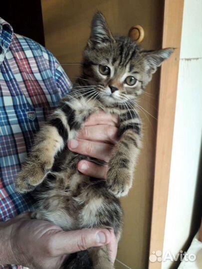 Котята шотландские