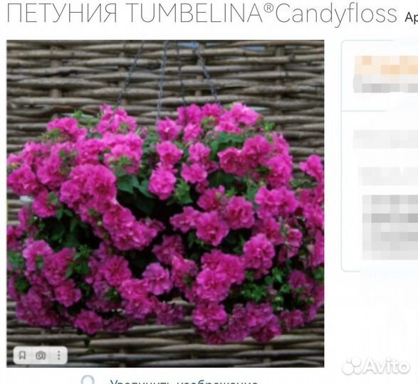 Петуния вегетативные черенки