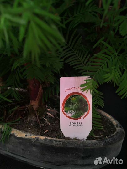 Дерево бонсай метасеквойя 30/40
