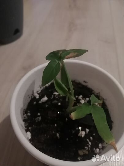 Комнатные цветы (2)