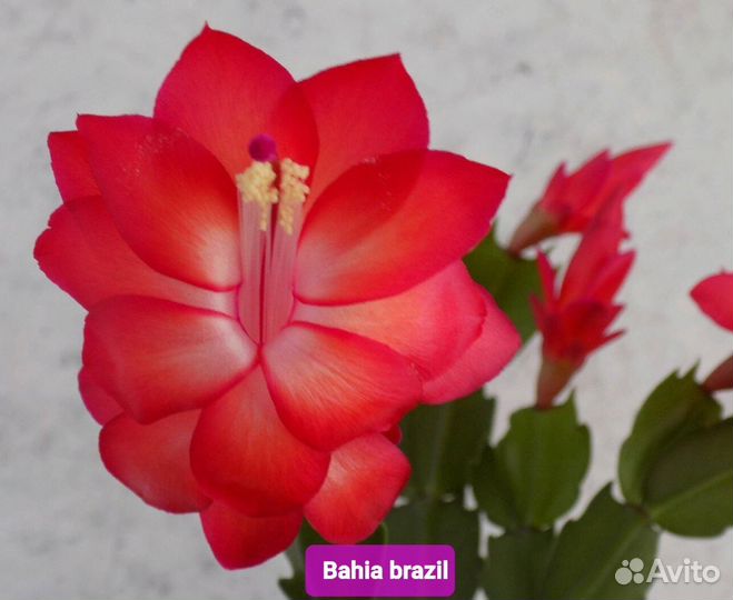 Декабрист шлюмбергера