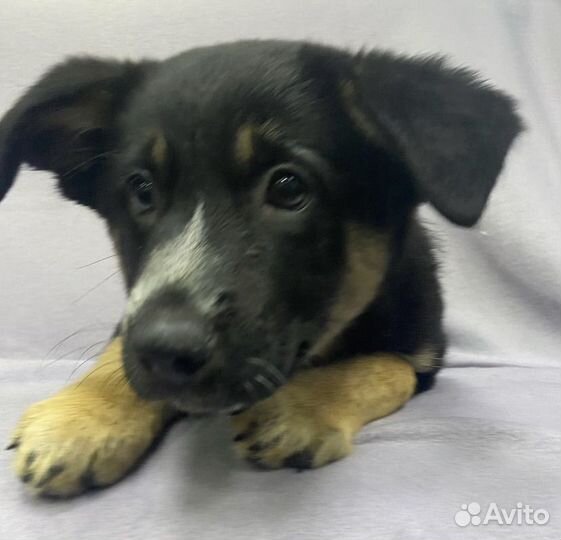 Щенок Нафаня. До воскресенья. В дар