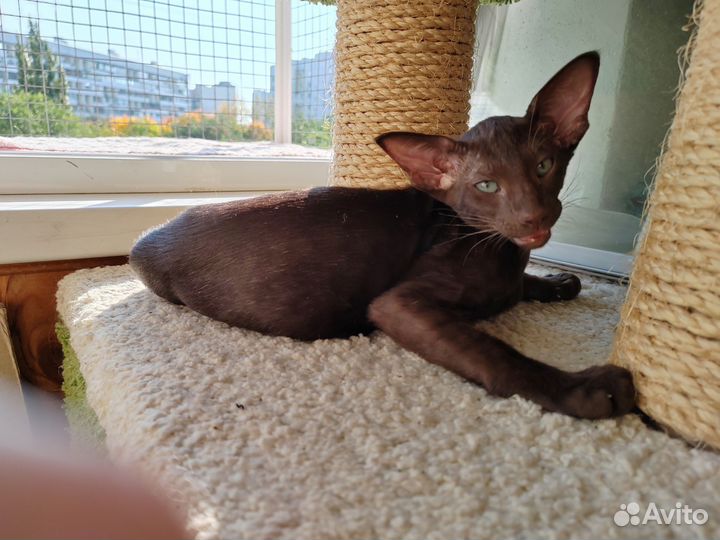 Ориентальные котята