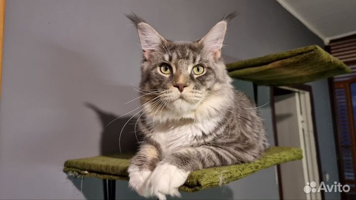 Вязка мейн кун