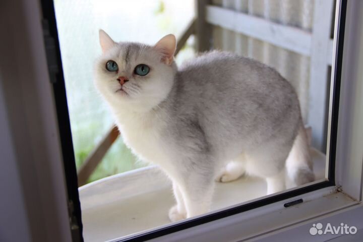 Британская кошечка ищет дом