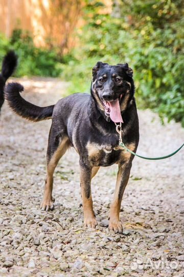 Собака в добрые руки