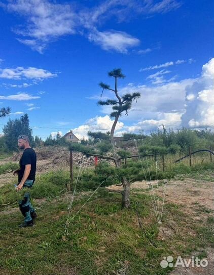 Можжевельник Блю Эрроу