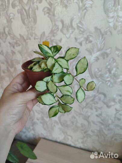 Хойя и дисхидия