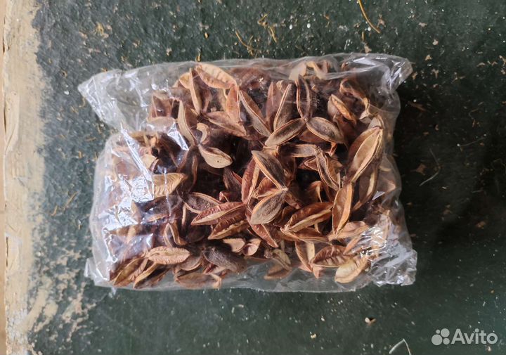 Сухоцветы экзоты