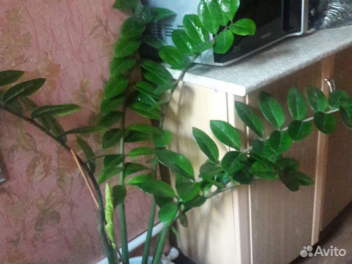 Замиокулькас1100, китайская роза 200