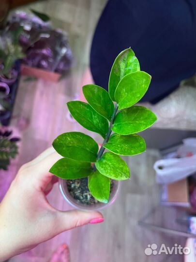 Замиокулькас вариегатный