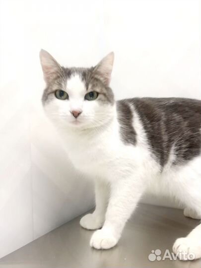 Доброго красивого Оскара (1,5 года) выбросили