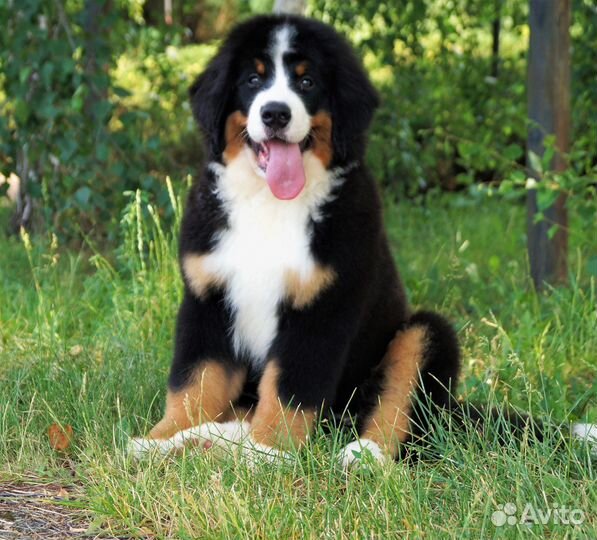 Предлагаем щенка бернского зенненхунда (девочка)