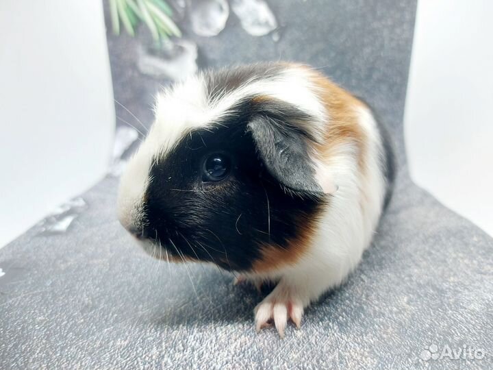 Морская свинка