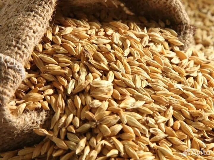 Пшеница Зерно. Оптом от 1 тонны