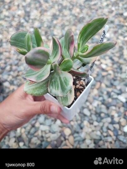 Крассулы и др