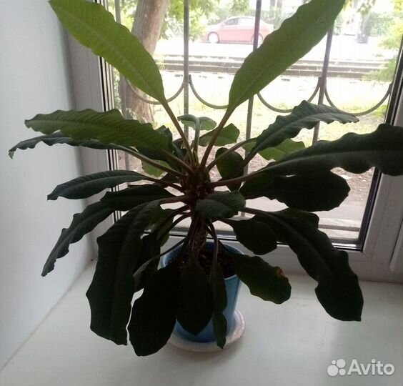 Пальма Молочай