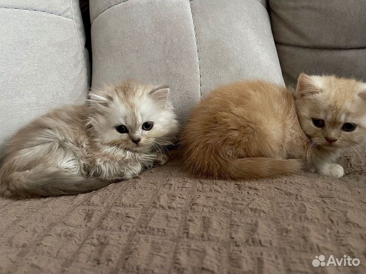 Шотландские котята