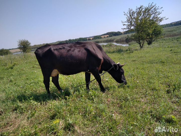 Корова дойная