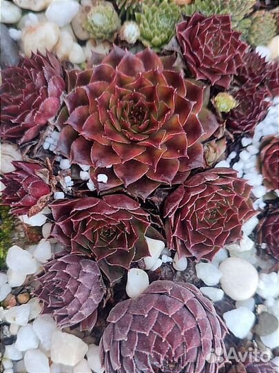 Вечно живое