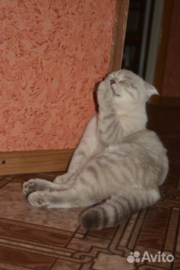 Шотландский кот для вязки