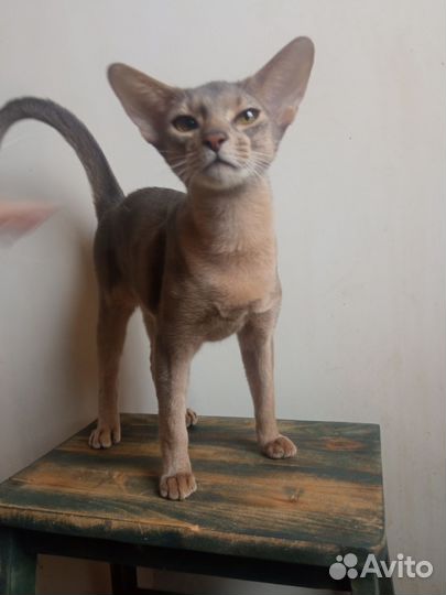 Абиссинская любовь