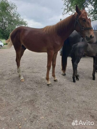 Лошадь жеребец