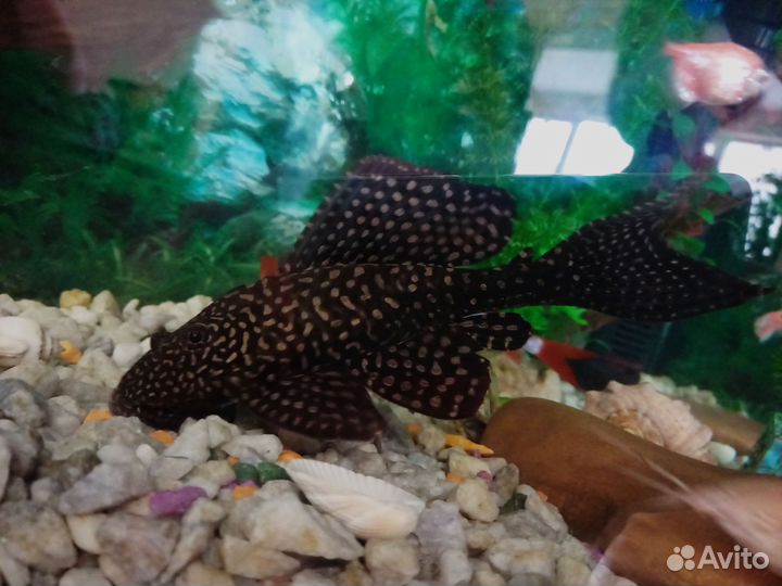 Парчовый птеригоплихт