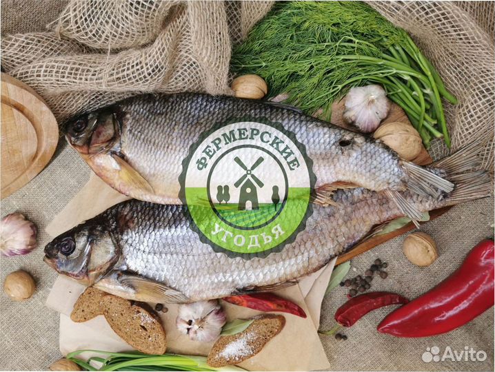 Рыба северная Язь Щука Щекур Мохтик Лещ Сырок