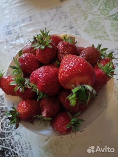 Саженцы клубники