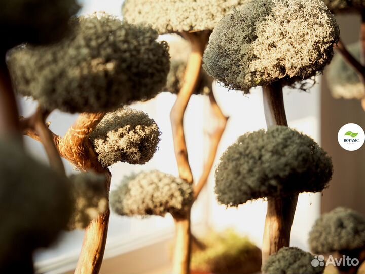 Дерево бонсай живое