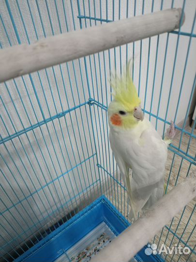 Попугай корелла мальчик