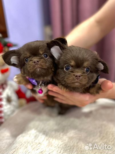 Шоколадно подпалые мальчики